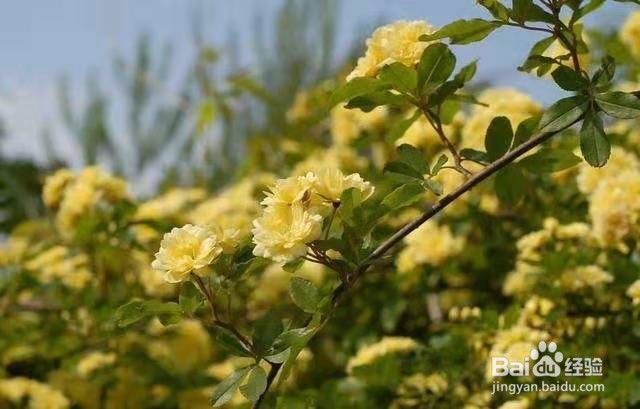 1种花太好养，扔土里就能活，比桂花还香！