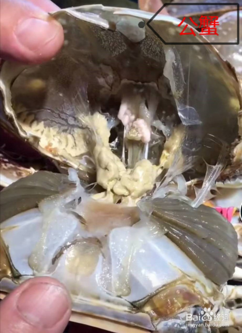 公螃蟹好吃还是母螃蟹好吃