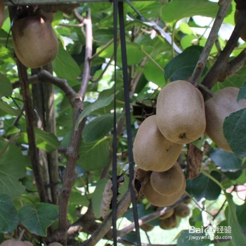 怎样使猕猴桃快速变软成熟