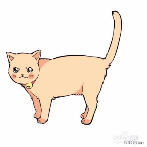 猫的尾巴代表着什么意思