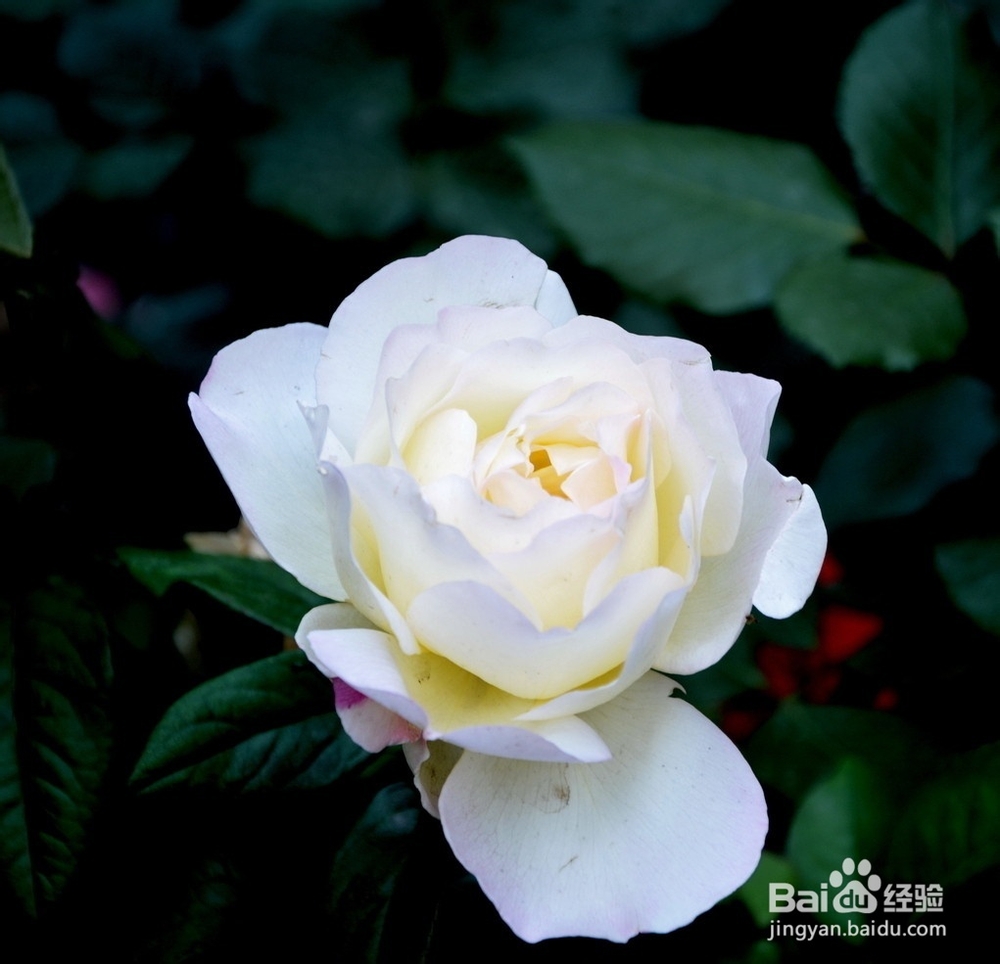 月季花养殖方法