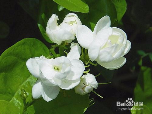 茉莉花的养殖方法和注意事项都有什么？