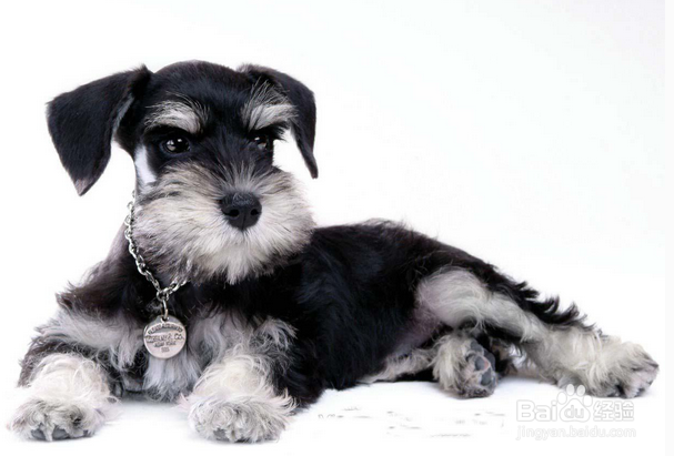 学宠物美容之后开店怎么样