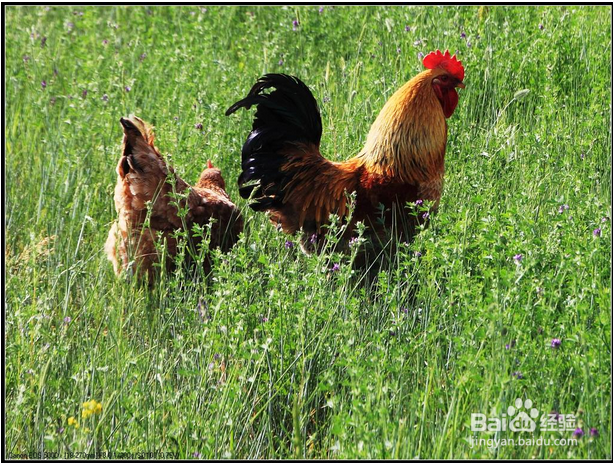 过年如何选择活鸡