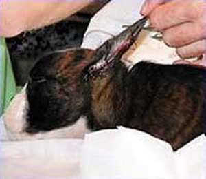 怎样给狗狗裁耳