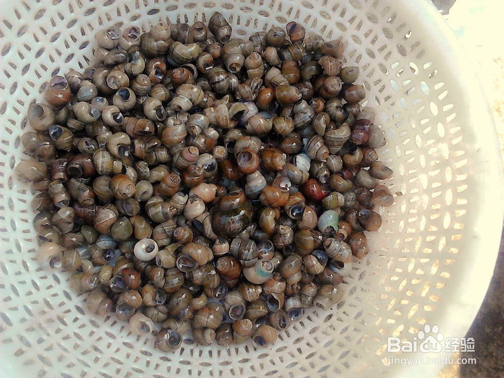 湘湘家常菜：[1]香辣螺蛳