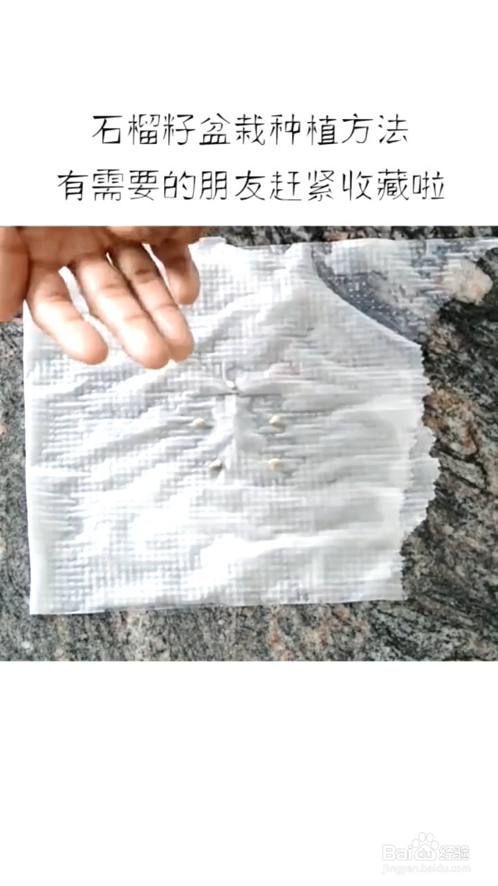 如何种植石榴盆栽