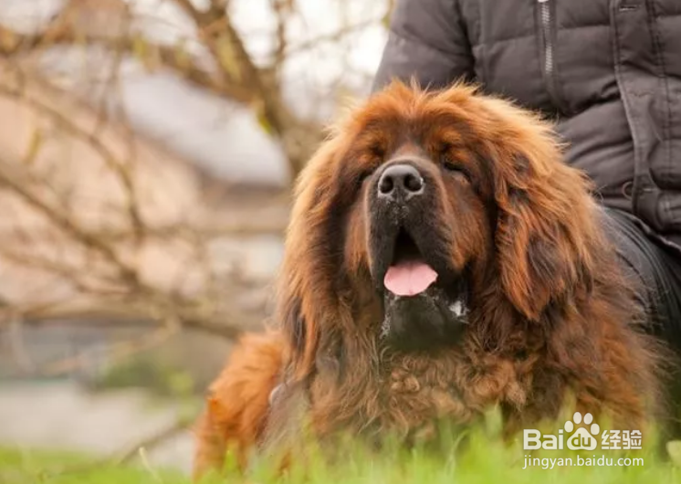 近几年最烧钱狗狗排名