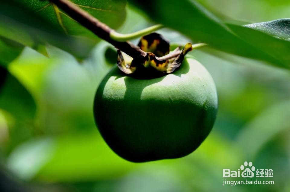 冬季应该吃哪些水果