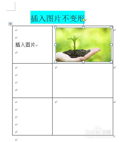 word文档中如何使插入图片后表格不变形