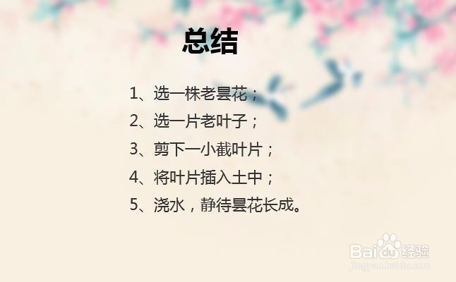 昙花怎么分株繁殖？昙花怎么种？
