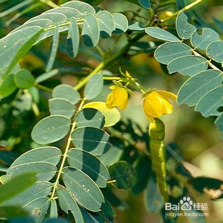 决明子的食用方剂