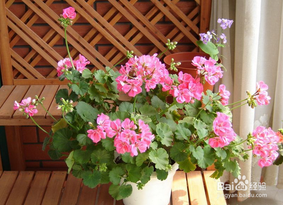 不能放于室内的植物有哪些?