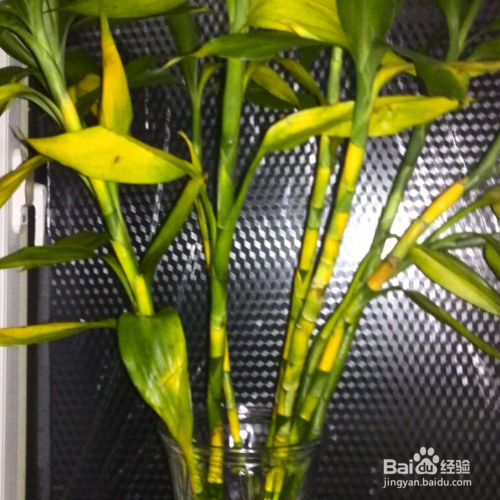 水培绿萝水里放点盐