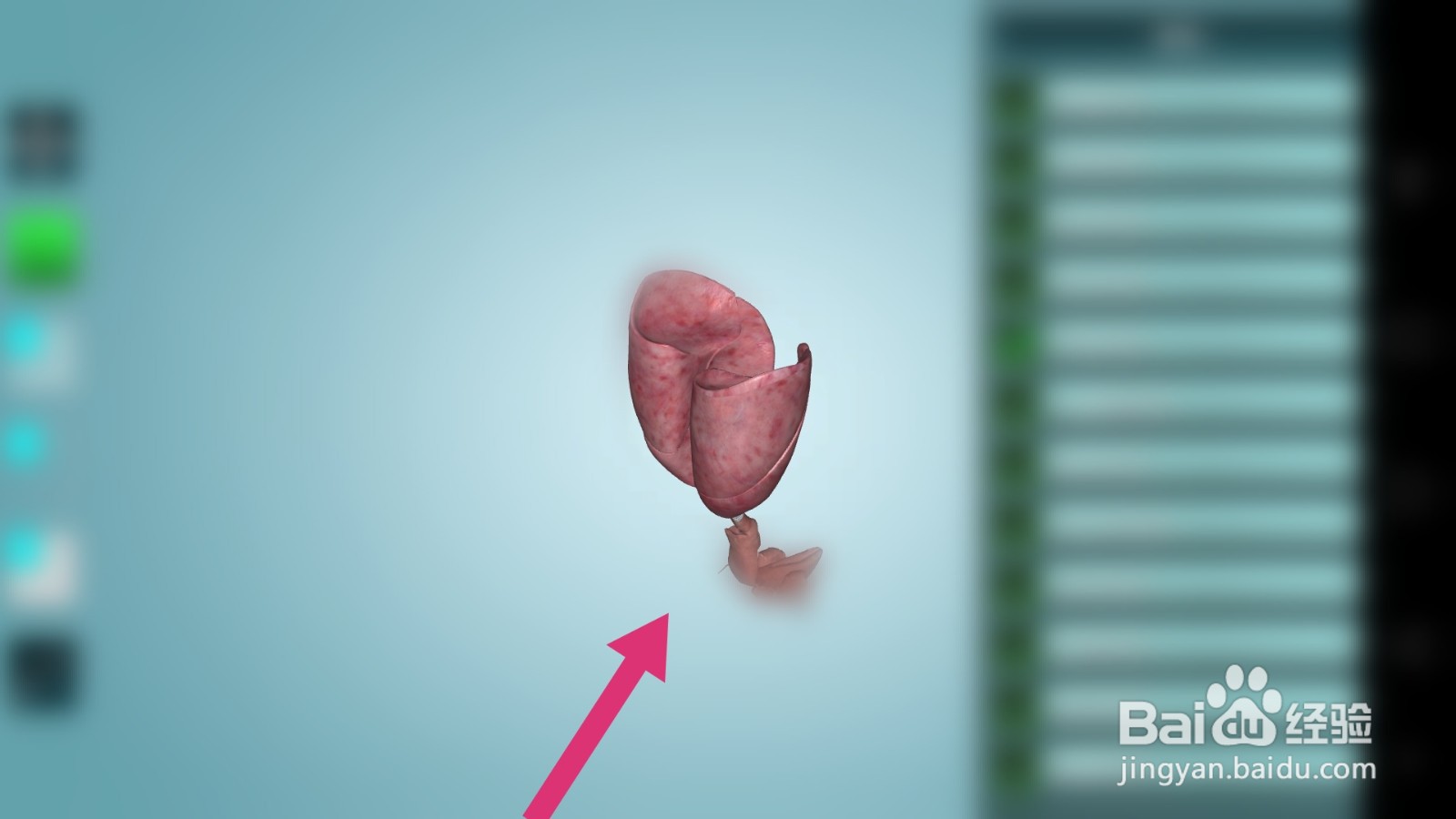 人体解剖学图集如何查看呼吸系统?