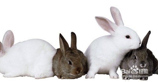 小白兔如何饲养
