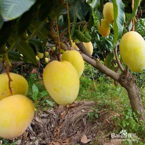 彩芒果是吃硬的还是放软吃