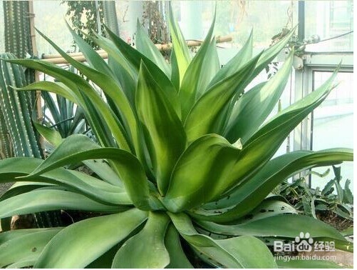 新房异味有害健康,如何去除新房异味?