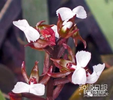 100种兰花品种图鉴，花开瞬间，艳冠群芳！