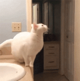 猫咪发现人类存在的终极奥秘