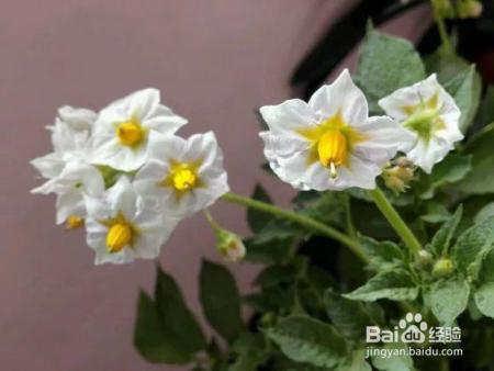 烂苹果、坏土豆别扔，这么做会有奇迹发生！