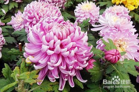 想要秋天有菊花赏？就要这样养，花开的比拳头都大！