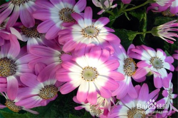 瓜叶菊怎么养比较好？