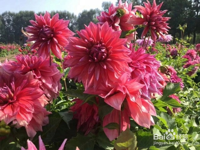 大丽花种子怎么种植方法