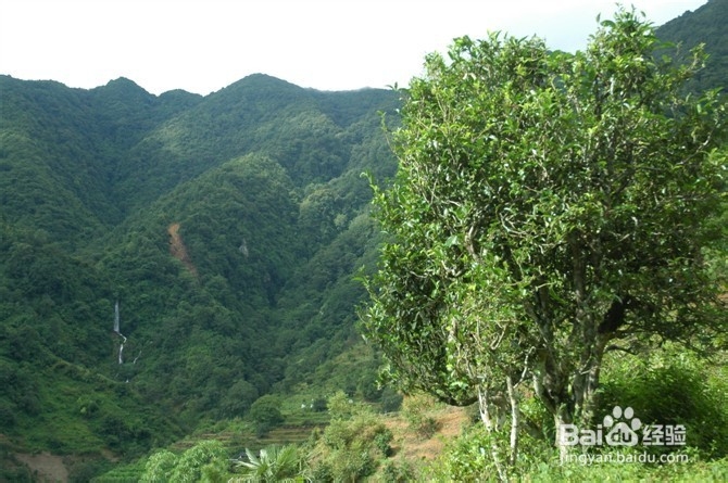 详细说说有关普洱茶的知识