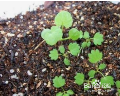 草莓的栽培技术及管理方法