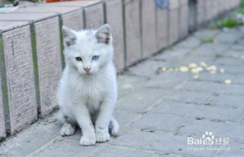 如何跟流浪猫接触