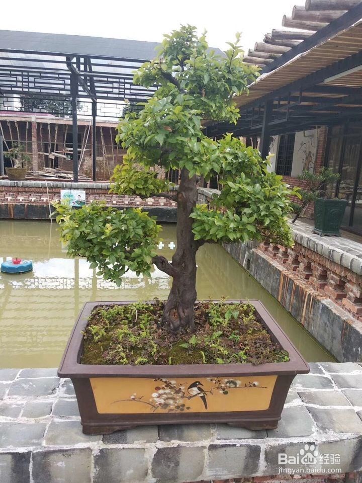 房间有异味怎么办