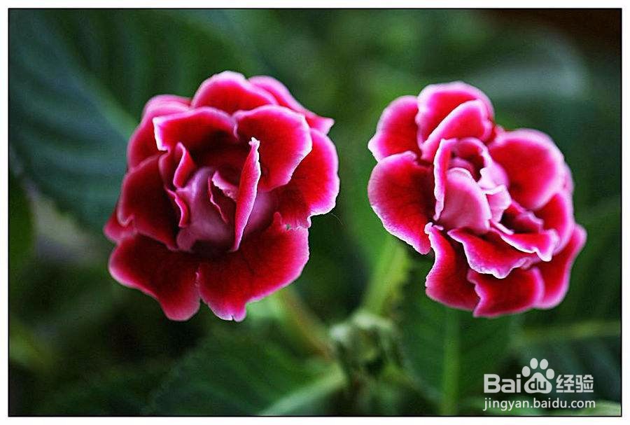 夏天哪些花不能多浇水:7种常见花介绍