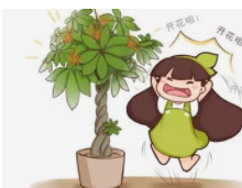 发财树开花吗,什么时间开花