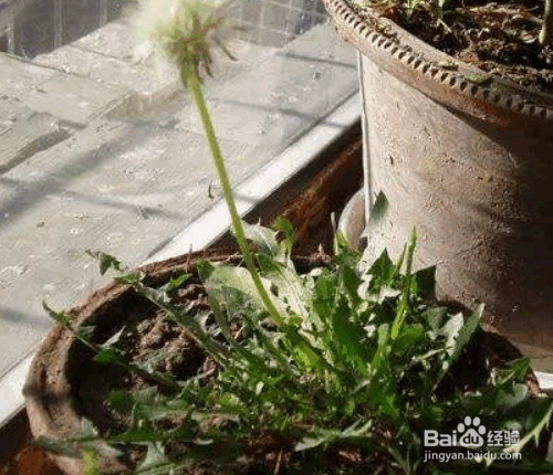 盆栽蒲公英的种植方法