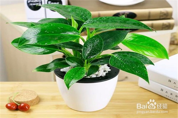 金钻的养殖方法和注意事项有什么？