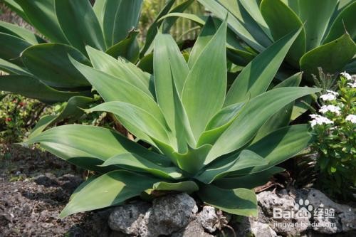 龙舌兰的养殖和注意事项