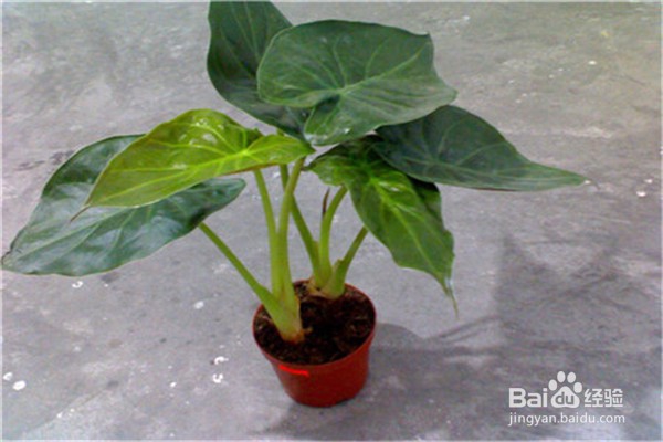 滴水观音应该怎么养