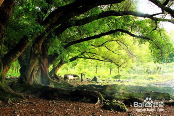 榕树的养殖方法和注意事项有什么?