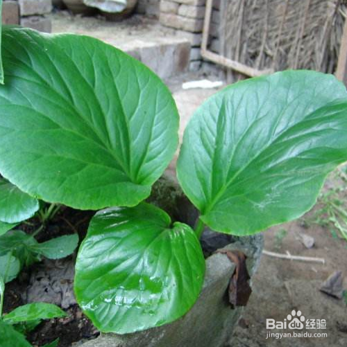 岩白菜的培育方法和注意事项