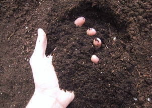 办公室的花草如何养护