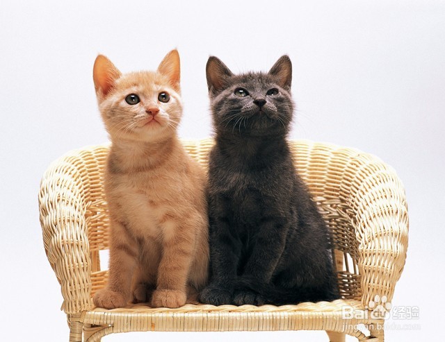 小猫一直叫的原因及解决办法