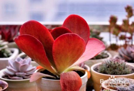 唐印冬天怎么养护