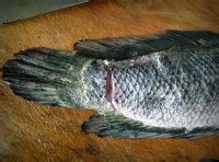 正宗酸菜鱼的制作方法