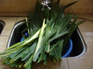 养生马草汁制作方法