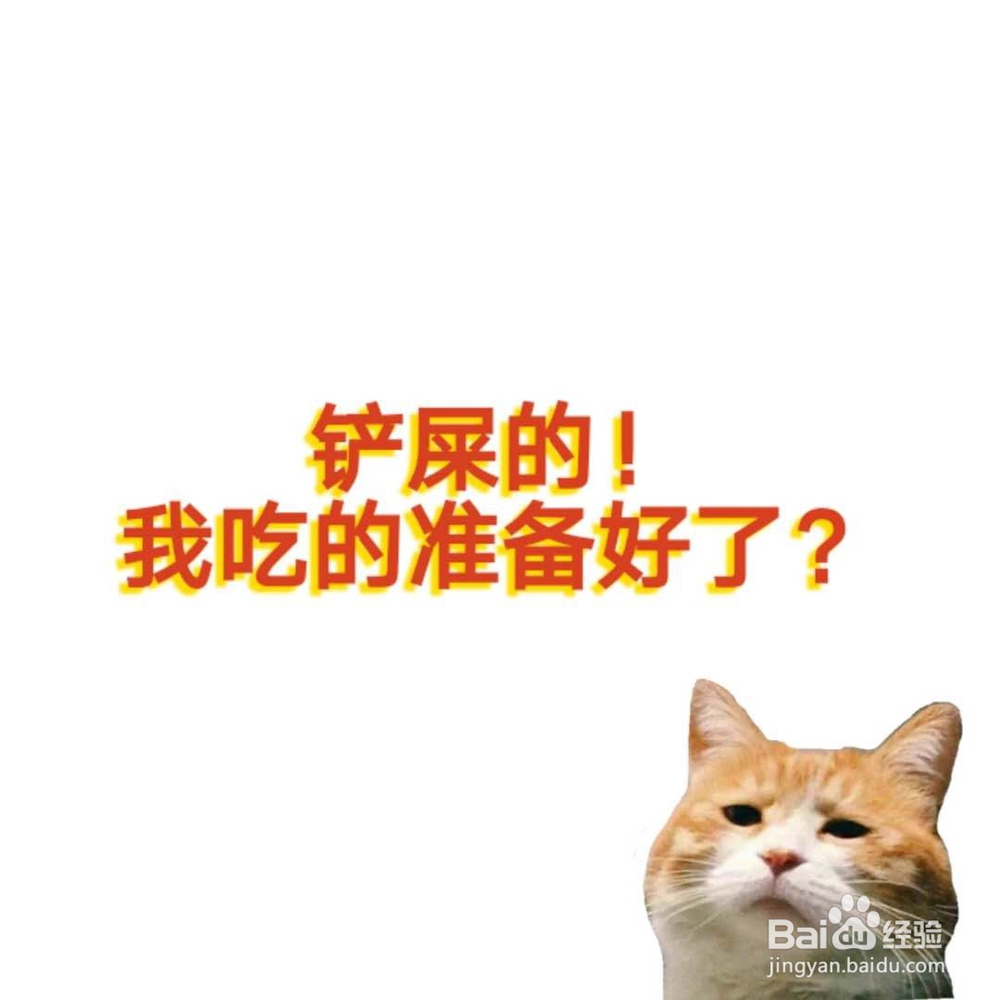 新手养猫应该注意那几点