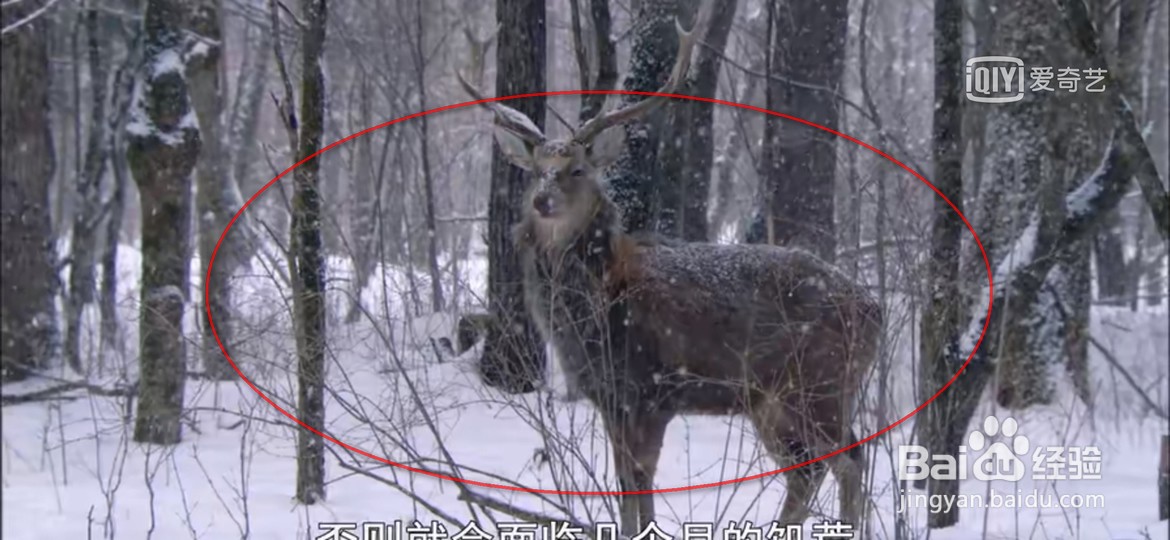 爱奇艺视频怎么满屏播放