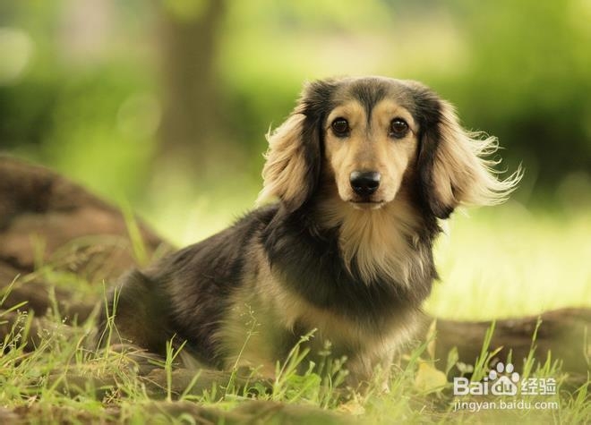 训练狗狗的基本方法准则