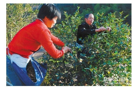 哪种精油祛痘效果好