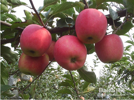 白露该如何养生